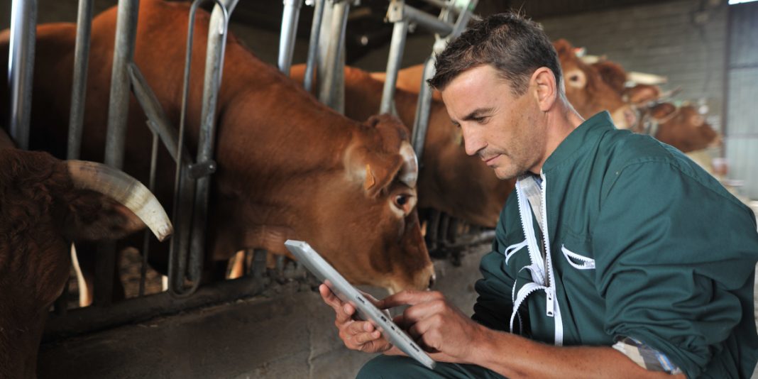 El médico veterinario en la sanidad del ganado en las buenas prácticas pecuarias BM Editores