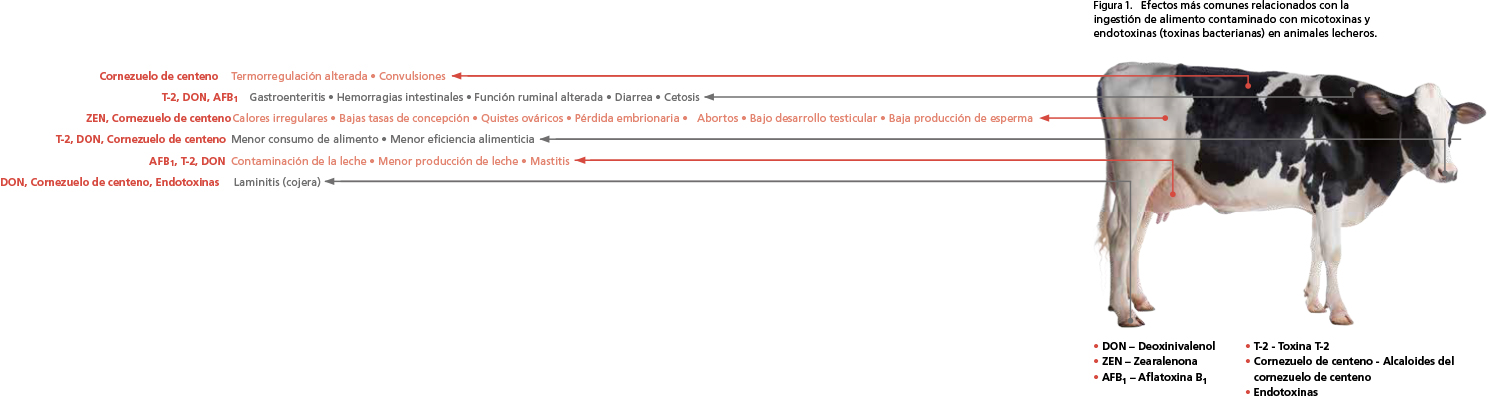 Las micotoxinas en la producción lechera BM Editores