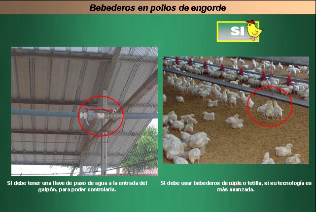 Manejo De Bebederos Para Pollos De Engorde BM Editores