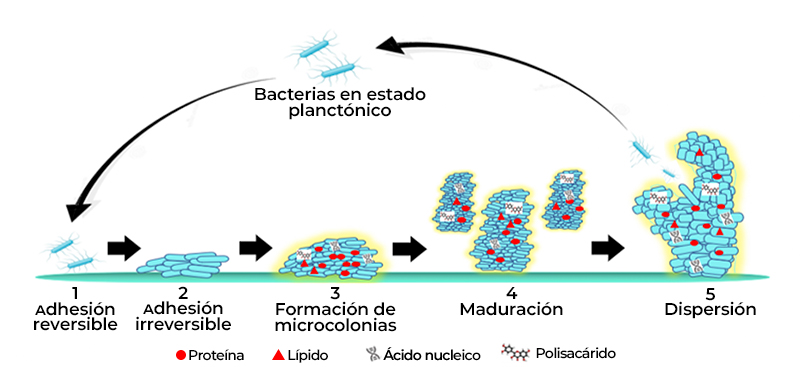 Biopelículas como fuente de enzimas que causan el deterioro de la leche