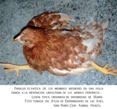 Historia de la Asociación de Patólogos y Zootecnistas Aviares del Noroeste, A.C. II 20171214095205 574181