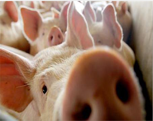 Bioseguridad en unidades de producción porcinas bioseguridad unidad porcina f4
