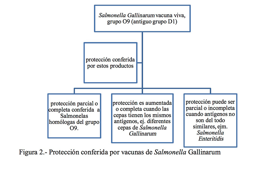 Prevención de Salmonella Enteritidis en Aves Comerciales ENTERITIS Figura 2