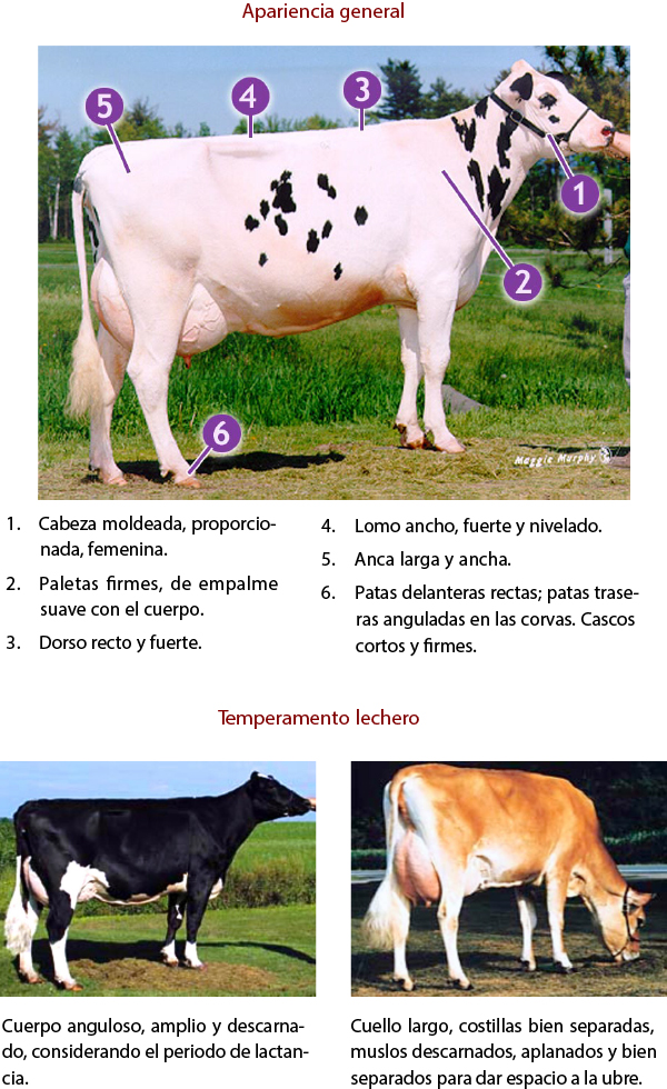 Patrón de juzgamiento y puntuación general para bovinos lecheros juzgamiento 2