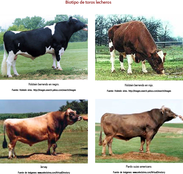 Patrón de juzgamiento y puntuación general para bovinos lecheros juzgamiento 4