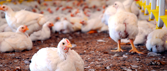 Manejo de antibióticos en pollos de engorde - BM Editores