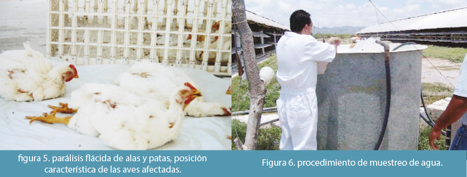 Parálisis Flacida en pollos de engorda paralisis flacida 3