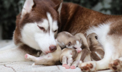 ¿Cómo Evaluar la Vitalidad en el Recién Nacido?: Valoración en Cachorros, Becerros y Lechones vitalidad recien nacidad 3