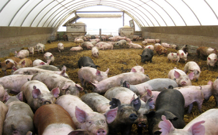 Promoción del Bienestar Animal, y el Desempeño Productivo de los Cerdos de Engorda. Bienestar 3