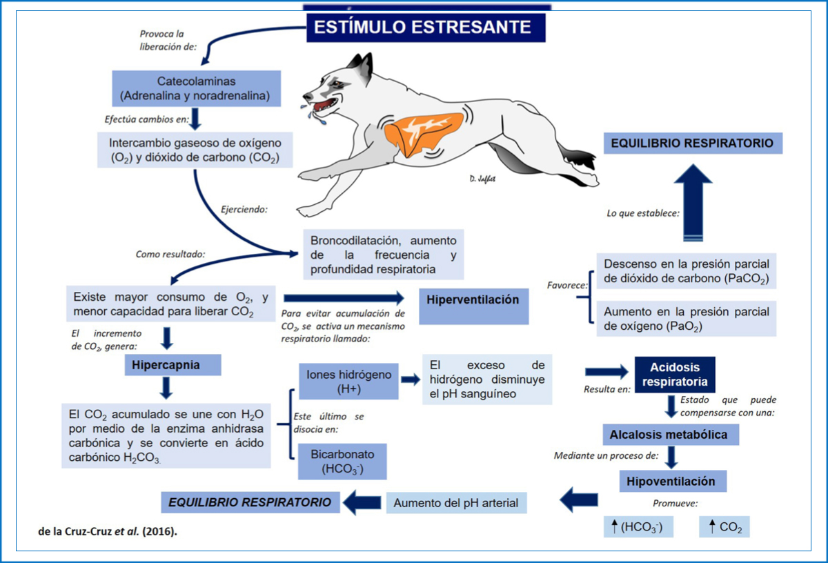 Mecanismos Neurofisiológicos En Respuesta Al Estrés Bm Editores 2654