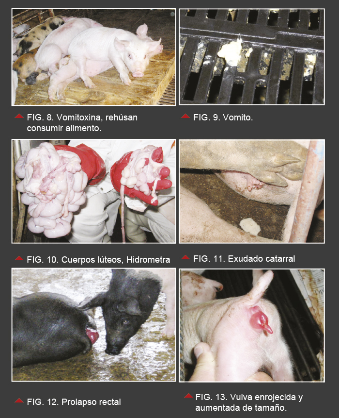 Problemas de Salud Observados en Cerdos y su relación con ...