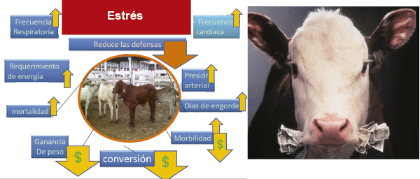 Charlando Sobre el Estrés y su Impacto en la Rentabilidad del Bovino de Engorda estres bovino engorda 5