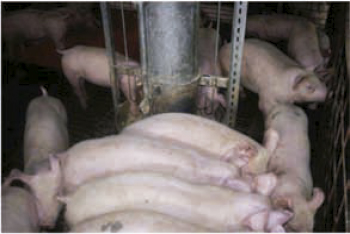 El Estrés un factor a tener en cuenta en la producción porcina estres produccion porcina 9