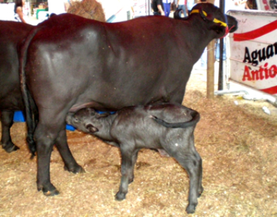 Vinculación Búfala- Bucerro: El comportamiento materno bufala bucerro 2