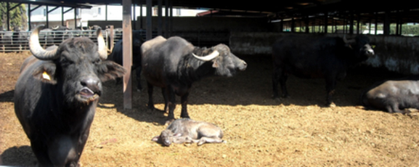 Vinculación Búfala- Bucerro: El comportamiento materno bufala bucerro 3