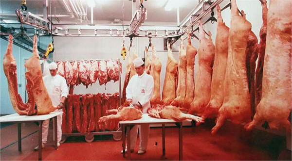 Calidad de la Carne de Cerdo en Canal. Impacto de los Genes Halotano y Napole calidad 4