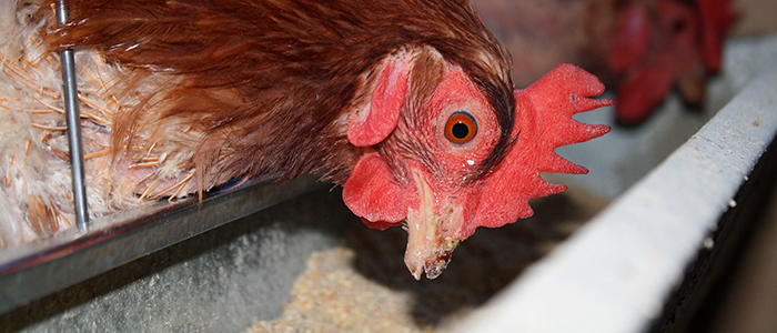 Cómo se producen y alimentan los pollos? - BM Editores