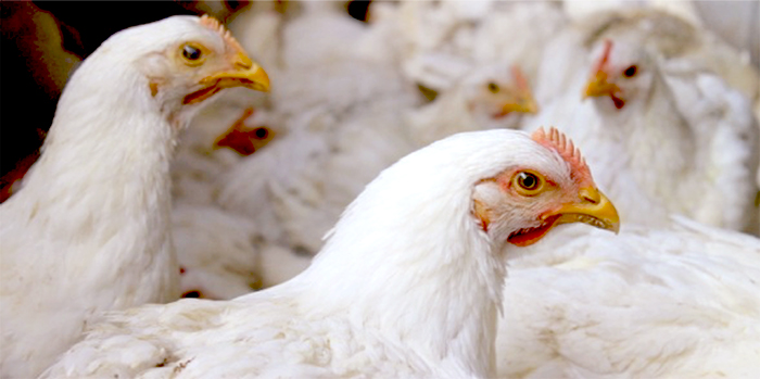 Métodos de Captura en Pollo de Engorda: Rentabilidad o Bienestar Animal -  BM Editores