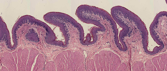 Desarrollo del rumen ¿Es tan importante? - BM Editores
