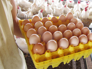 Incubadora de huevos pollo con ador temperatura y hu 