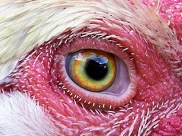 problemas-oculares-aves