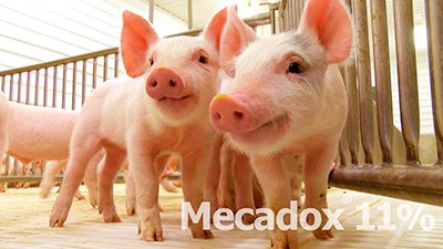 El Uso de Mecadox® (Carbadox) en México es Seguro, Permitido y un Aliado en la Salud Animal. FOTOS MECADOX 01