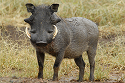 Medidas de Prevención Contra el Virus de la Fiebre Porcina Africana Medidas 1