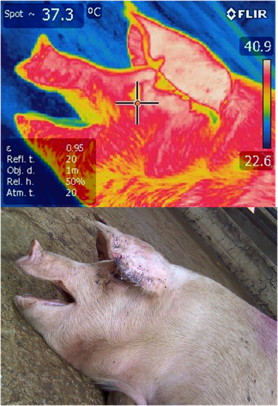 Termogramas Infrarrojos en Cerdos durante el Transporte, Descarga y Tiempo de Espera Previo a su Muerte Termogramas Infrarrojos Cerdos 2
