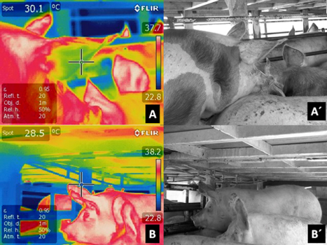 Termogramas Infrarrojos en Cerdos durante el Transporte, Descarga y Tiempo de Espera Previo a su Muerte Termogramas Infrarrojos Cerdos 3