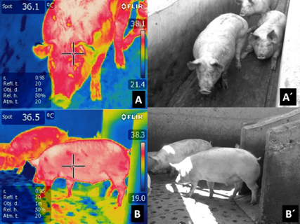 Termogramas Infrarrojos en Cerdos durante el Transporte, Descarga y Tiempo de Espera Previo a su Muerte Termogramas Infrarrojos Cerdos 4