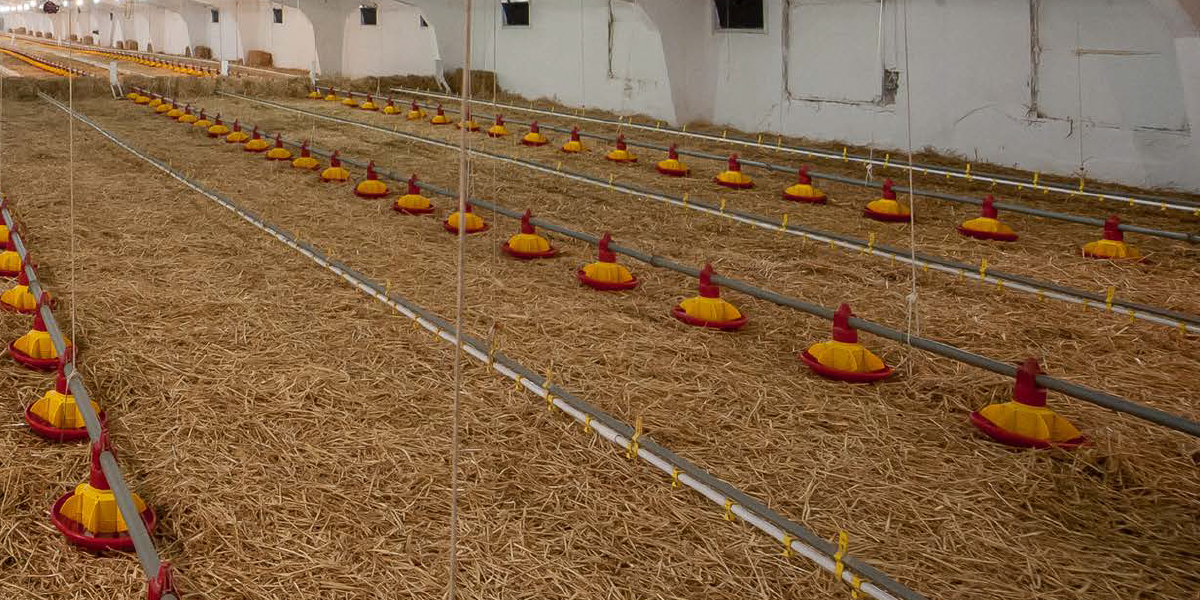 Ciencia de la construcción aplicada a casetas avícolas utilizando  aislamientos térmicos - BM Editores