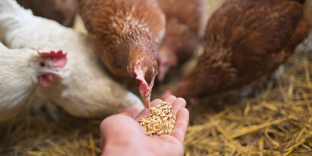 Fibra para la nutrición de monogástricos una alternativa real para la