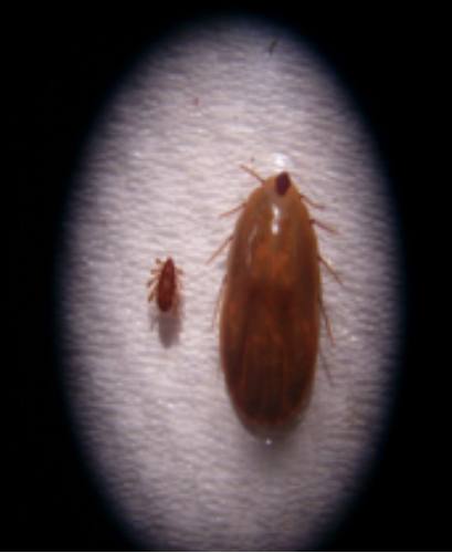 FIG. 8. Garrapatas Boophilus