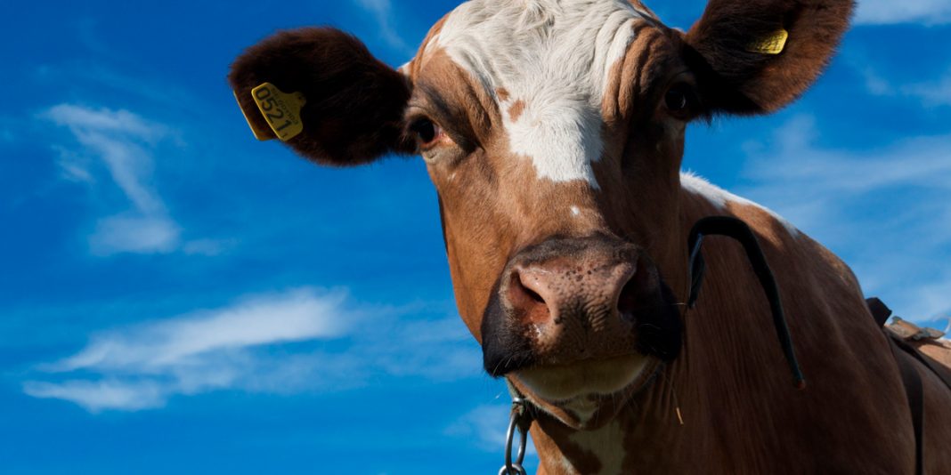parasitos en vacas lecheras