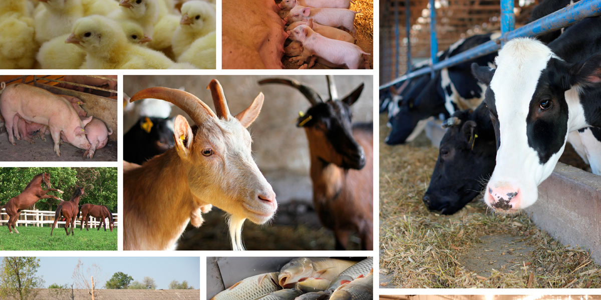 Relevancia de la industria de alimentos balanceados en la nutrición animal  y humana - BM Editores
