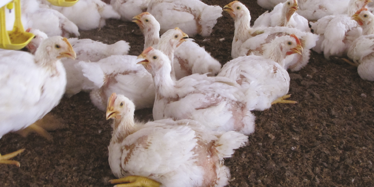 Alimentación con fitasa más allá de los requerimientos ¿Cuáles son los