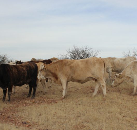 Bienestar animal un enfoque bioético