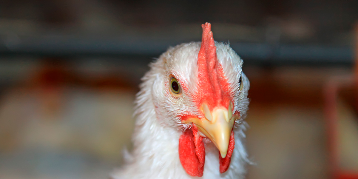 Factores que no se deben olvidar en una producción de pollos de engorda -  BM Editores