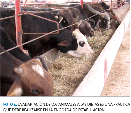Alimentación y manejo del ganado bovino de engorda bajo condiciones de  estabulación en México - BM Editores