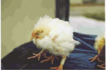 Experiencias en el control de la coccidiosis en pollo de engorda - BM  Editores