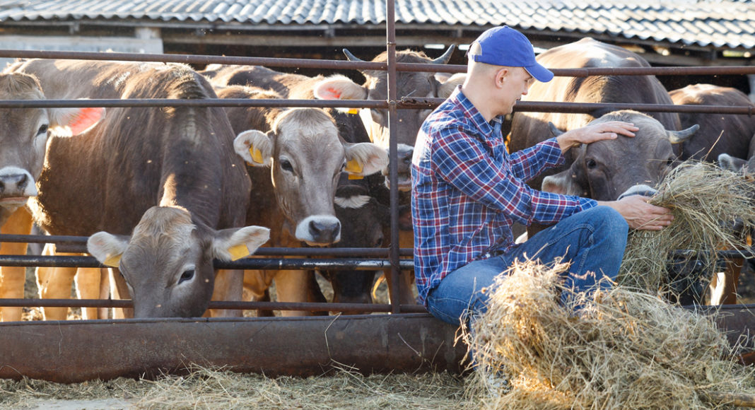 Timpanismo Ruminal Agudo BM Editores