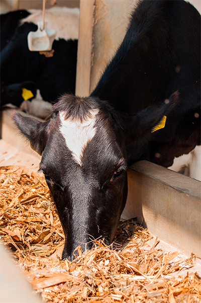 Los problemas de la nutrición, en el ganado bovino en la práctica  profesional - BM Editores