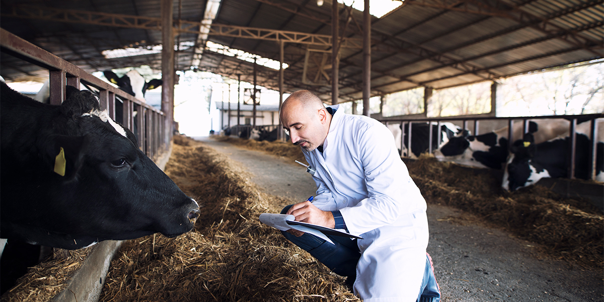 Los problemas de la nutrición, en el ganado bovino en la práctica  profesional - BM Editores