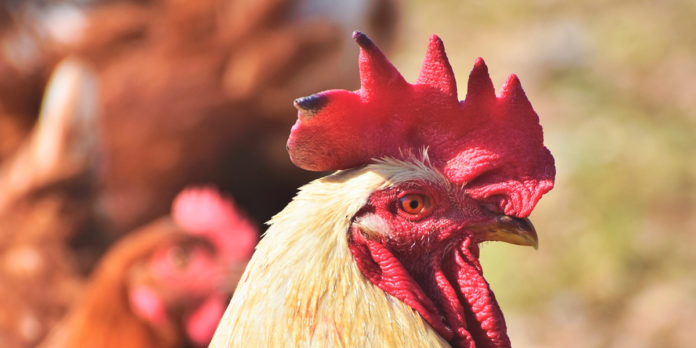 Cresta de gallos y gallinas regulan temperatura - BM Editores