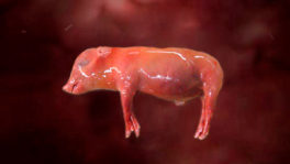 Efectos de la somatotropina porcina