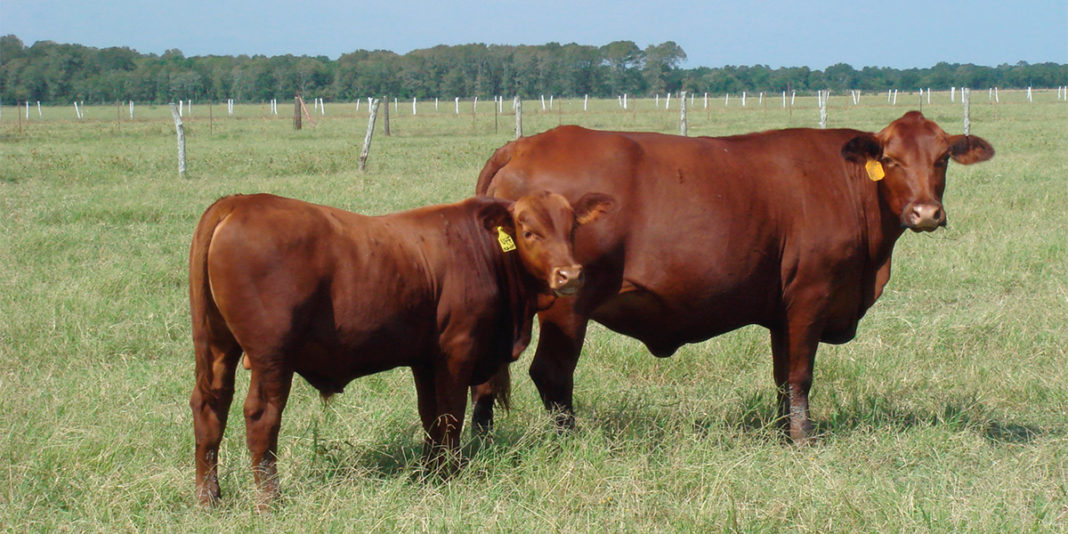 Brangus Rojo BM Editores