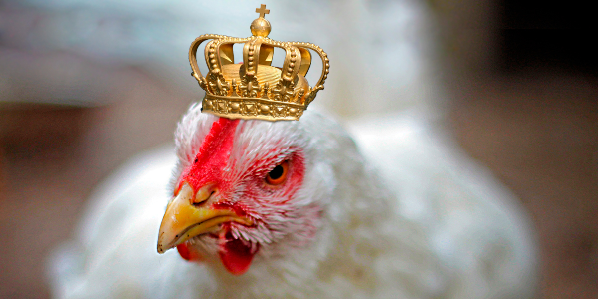 El pollo desbanca al cerdo y res en precio y consumo en el mundo - BM  Editores