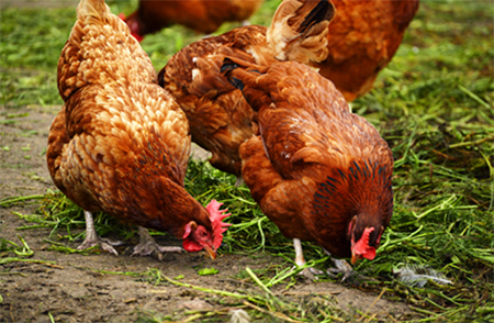 Es mejor consumir carne de pollo orgánica o convencional? - BM Editores