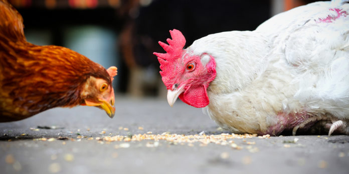 ¿Es mejor consumir carne de pollo orgánica o convencional? - BM Editores