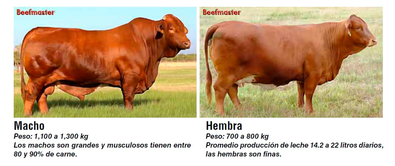 Independientemente Efectivamente Implacable Principales razas bovinas para carne y doble propósito en México - BM  Editores